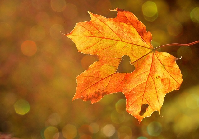 Az ősz varázsa és kihívásai egészségünkre